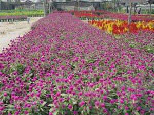 百日紅花--深圳市時花租擺