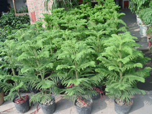 南洋松--深圳市植物花木租擺
