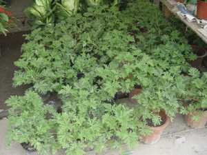 驅(qū)蚊草--深圳市植物盆花綠植花卉花木租擺