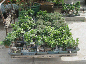 小盆景--深圳市花卉植物花木盆花綠植租擺