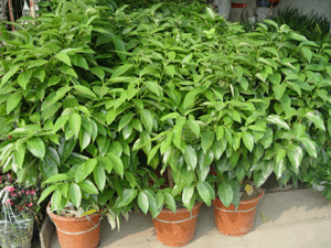 玉桂--深圳市綠植植物盆花花卉花木租擺