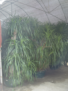 龍血樹--深圳市綠植植物盆花花卉花木租擺