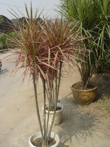 千年彩虹木--深圳市花卉植物花木盆花綠植租擺