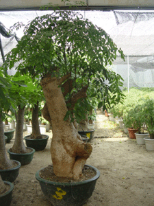 富貴樹--深圳市花卉花木盆花綠植植物租擺