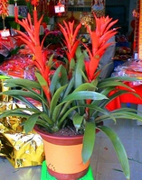 鴻運(yùn)當(dāng)頭--深圳市植物花木租擺