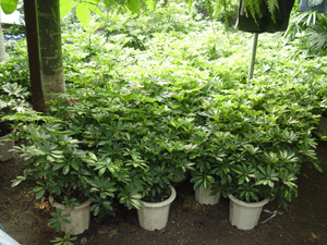 鴨腳木--深圳市綠植盆花花木植物租擺
