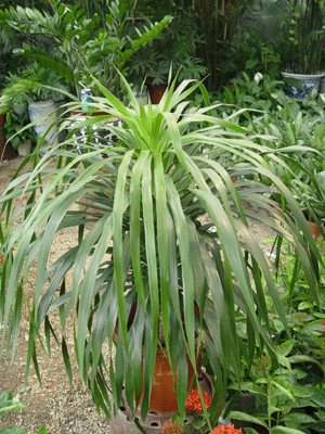 龍血鐵--深圳市花卉植物花木盆花綠植租擺