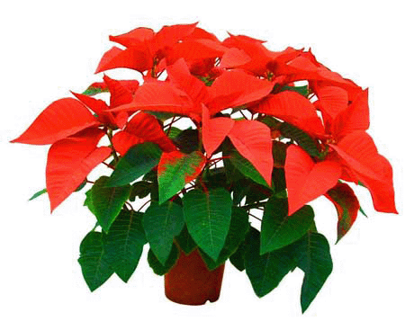 一品紅圣誕花--深圳市植物盆花租擺